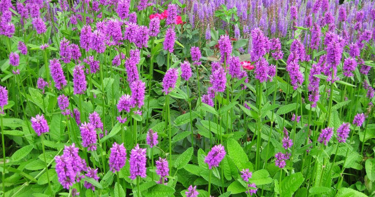 Benefits of Perennial Wildflowers