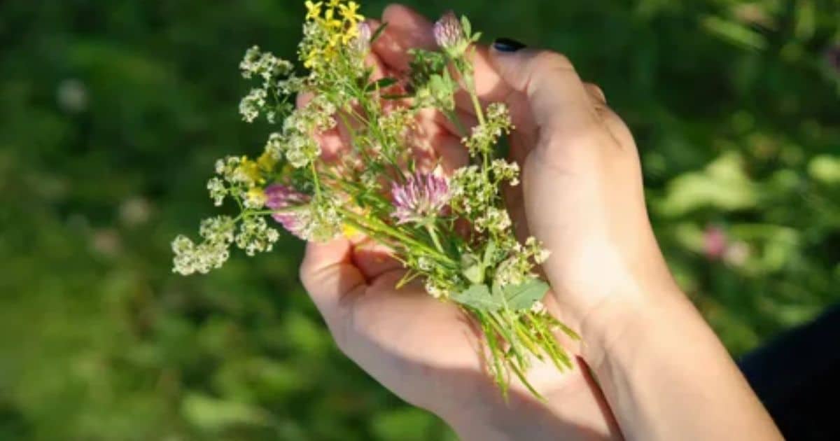 Caring for Your Wildflowers