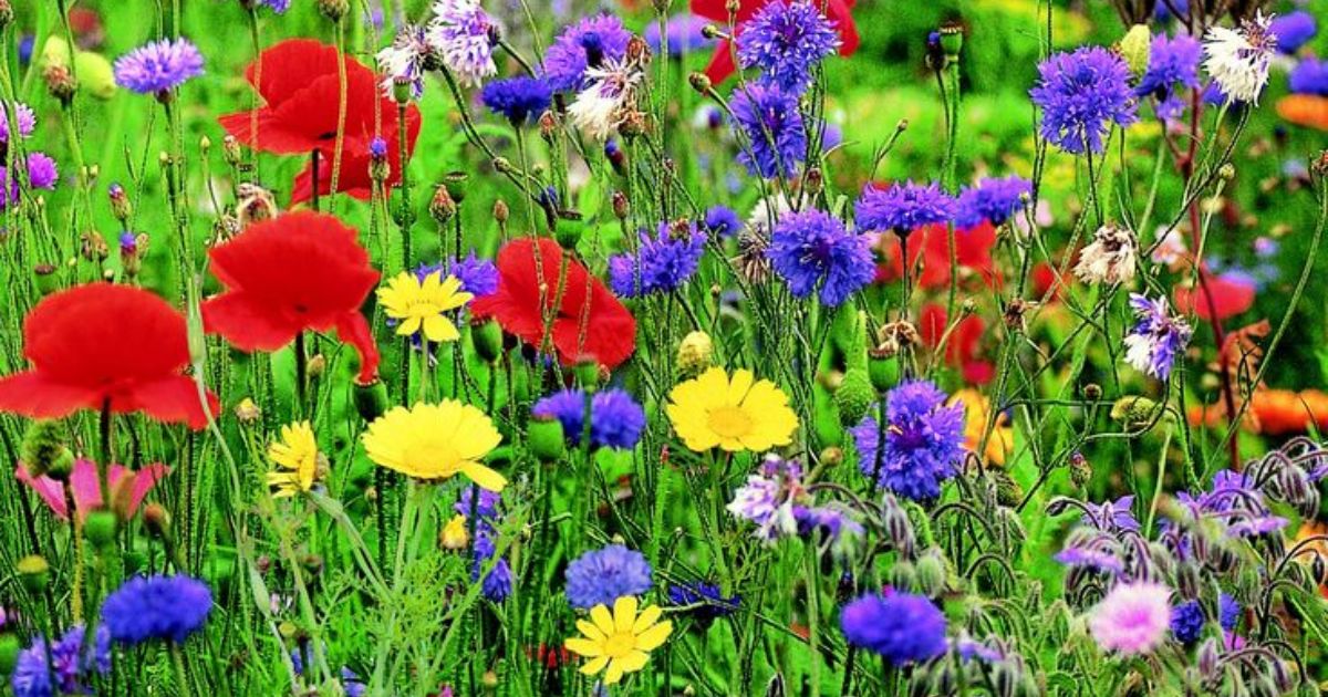 Choosing Wildflower Mixes