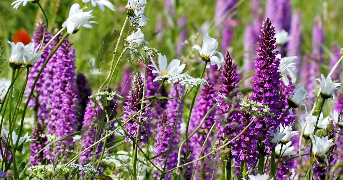 Downsides of Perennial Wildflowers  