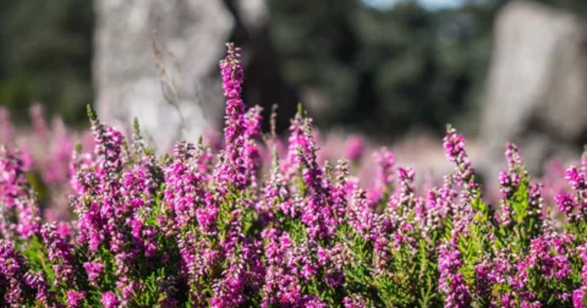 Examples of Popular Perennial Wildflowers