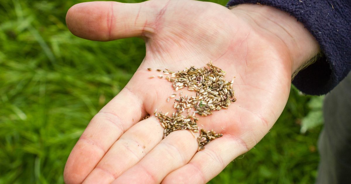 Getting Ready to Sow Wildflower Seed Mixtures