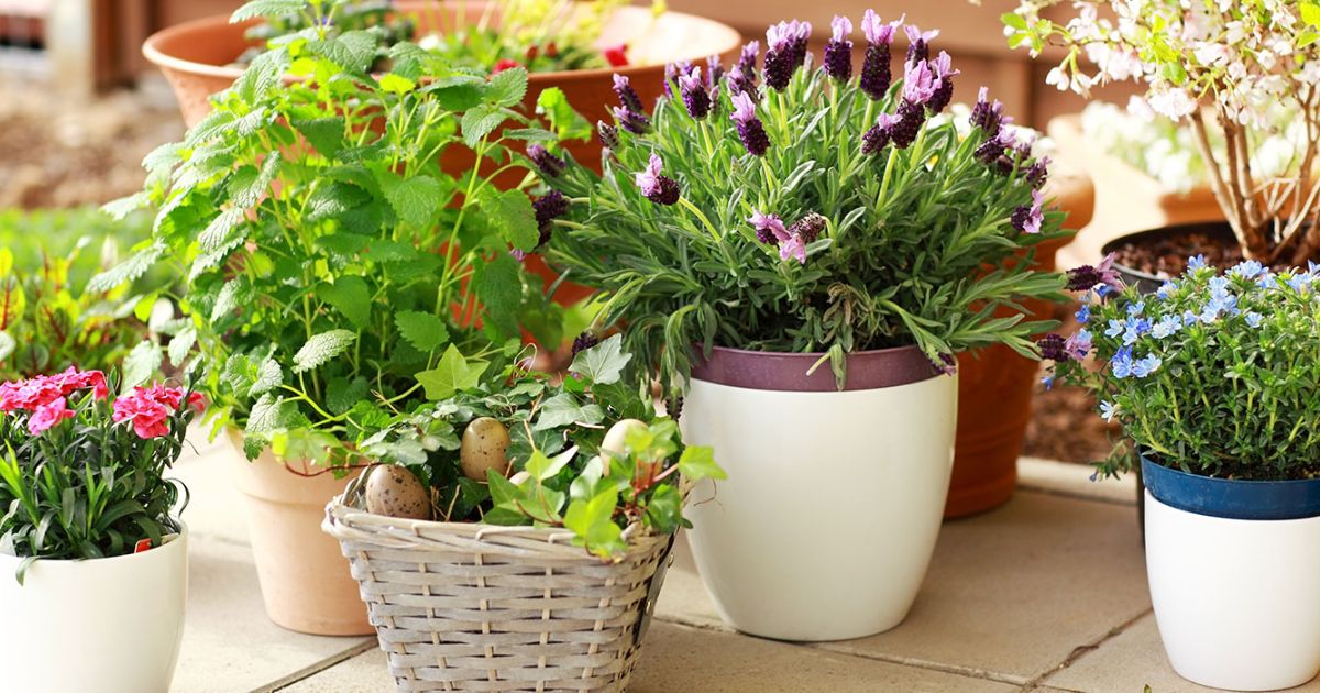 How To Plant Wildflowers In Pots And Containers: