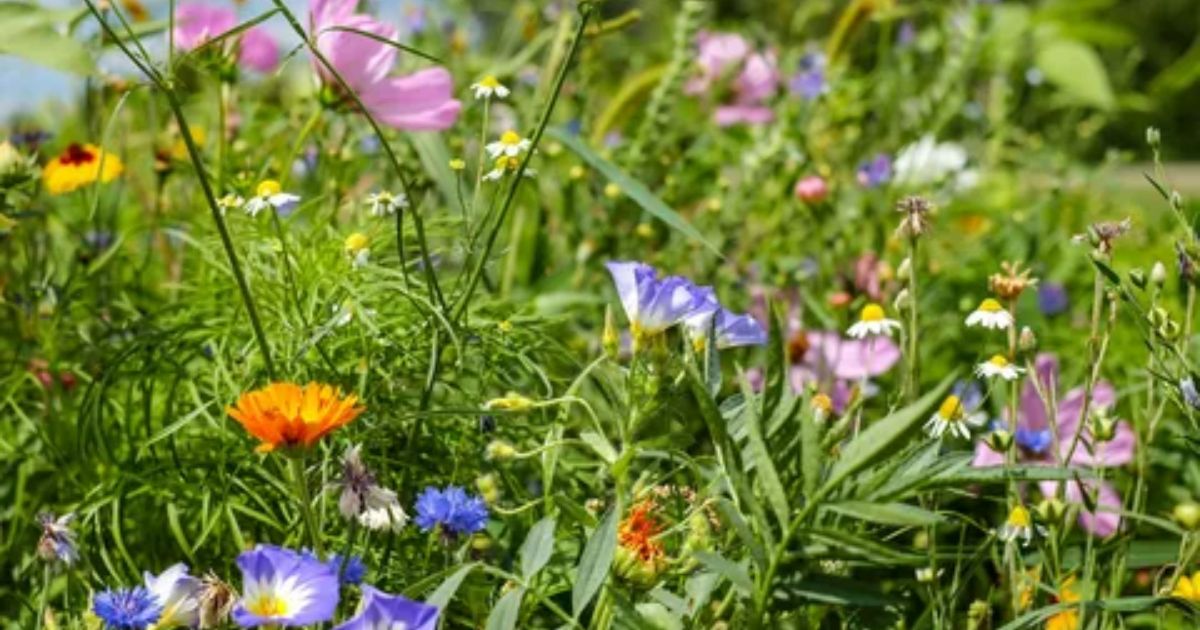 How to Prepare a Wildflower Bed