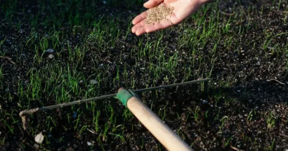 How to Prepare Ground for Wildflower Seeds