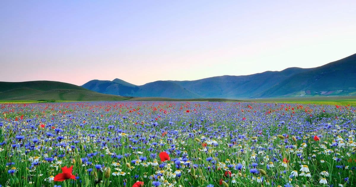 How to Speed Up Wildflower Growth