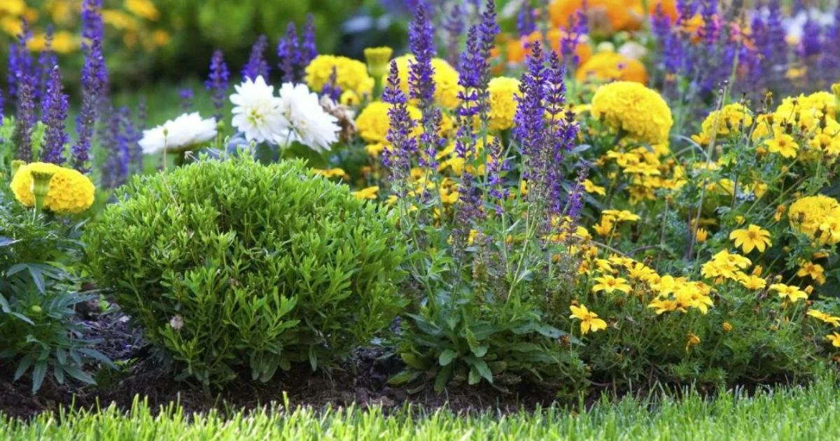 Maximizing Success with Wildflower Perennials