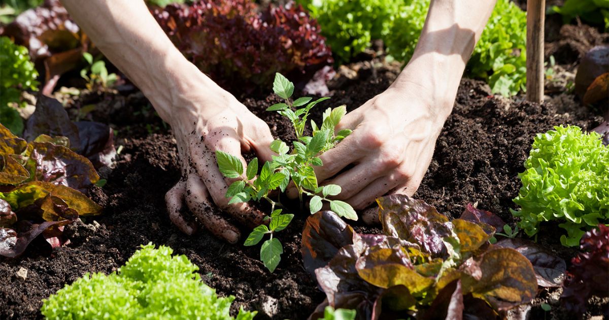 Preparing Your Garden To Plant Wildflower Seeds