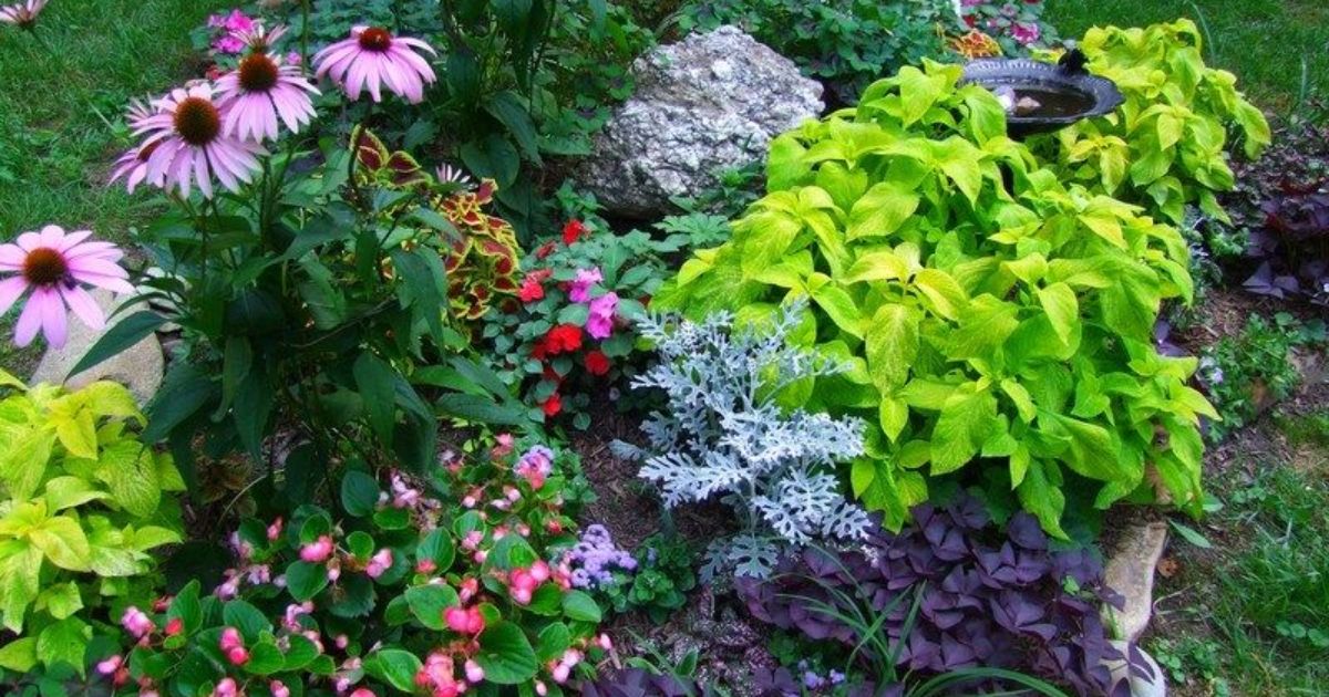 What are Perennials and Annuals