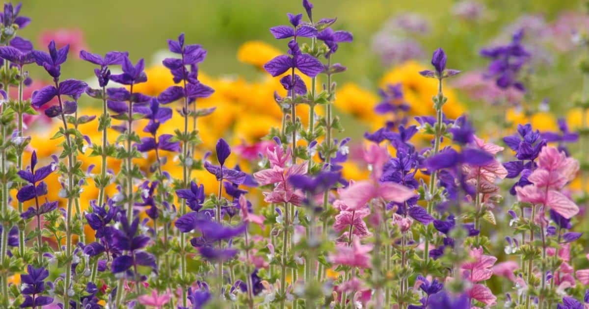 What Makes Some Wildflowers Perennial