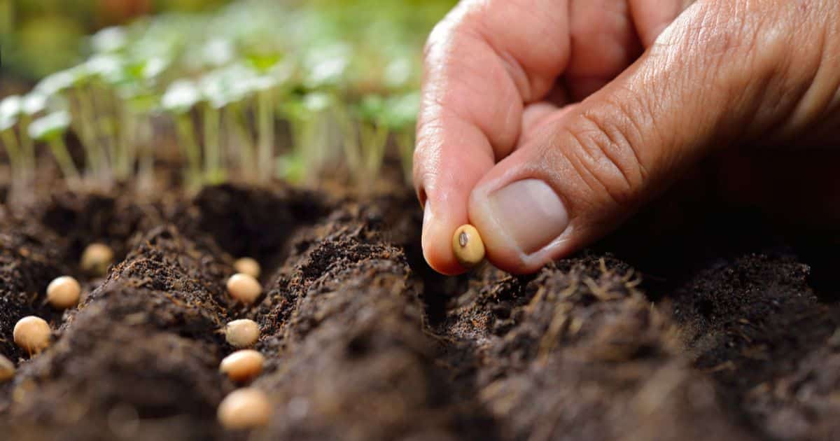 When to Plant Wildflower Seeds