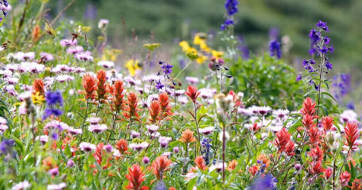 Wildflower, Perennial & Annual Flower Seed Kit | 35 Variety Pack