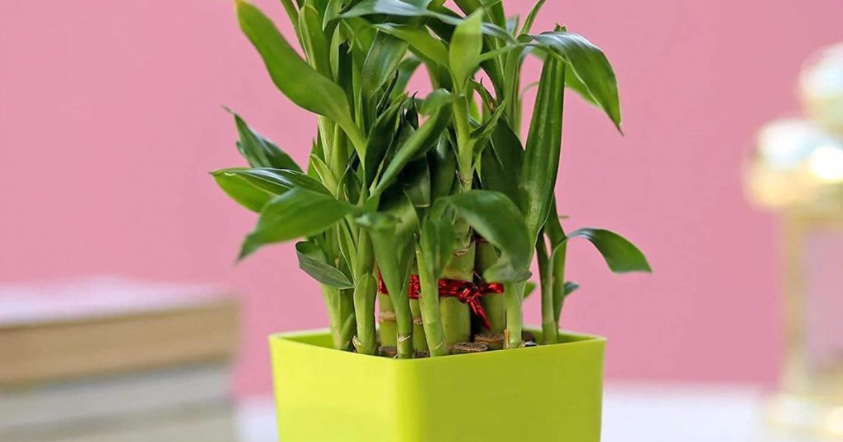 9GreenBox Lucky Bamboo