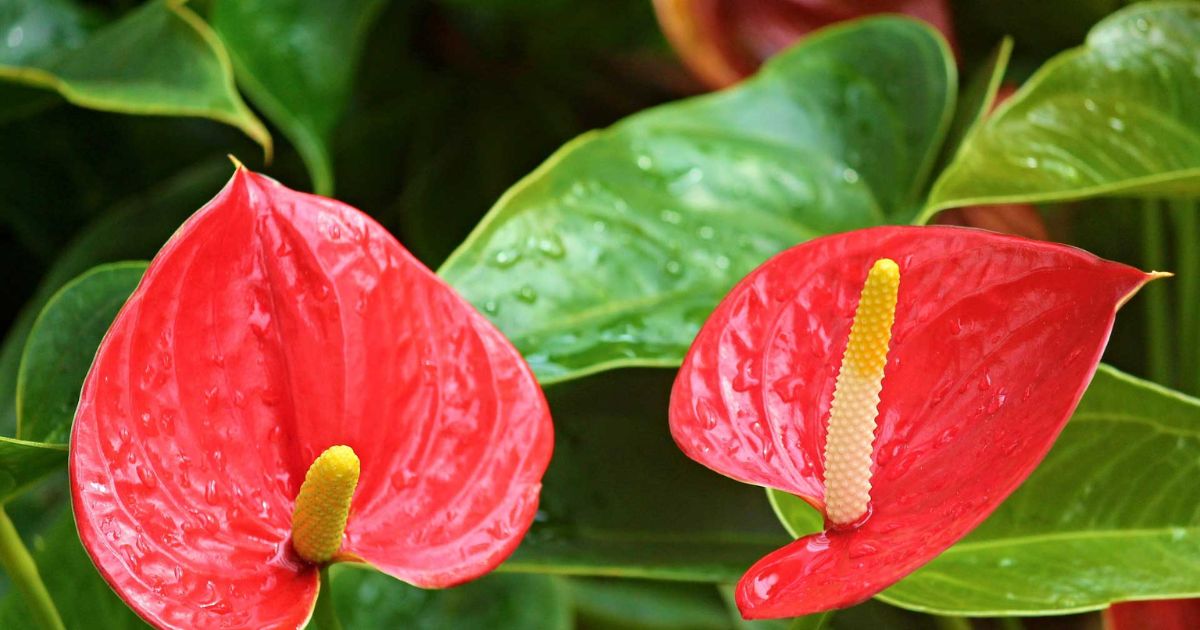 Anthurium Rainbow