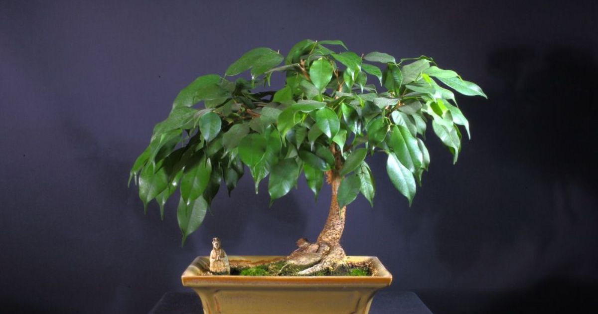 Brighter Blooms Benjamina Ficus Tree 