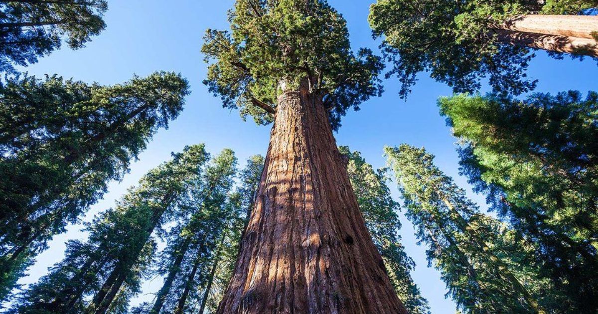 The Biggest Tree in the World: General Sherman