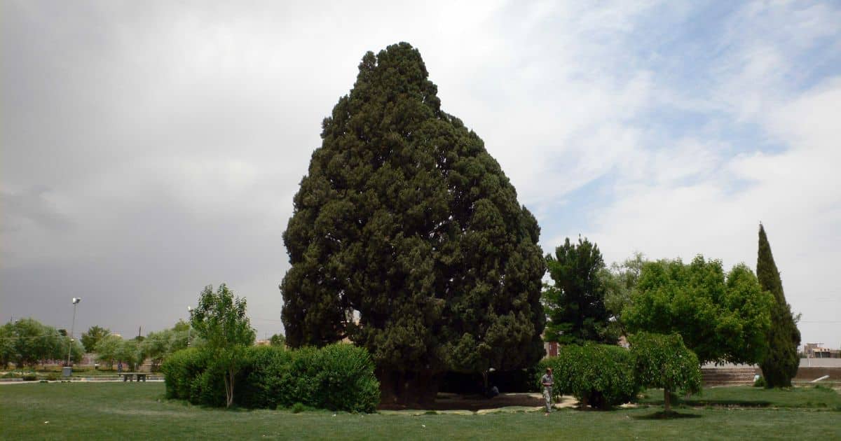 The Oldest Tree in Asia: Cypress of Abarqu (Sarv-e Abarkuh)