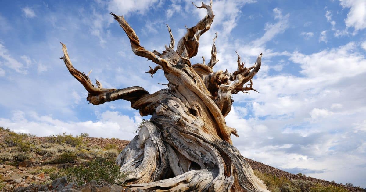 The Oldest Tree in the World: Methuselah Tree