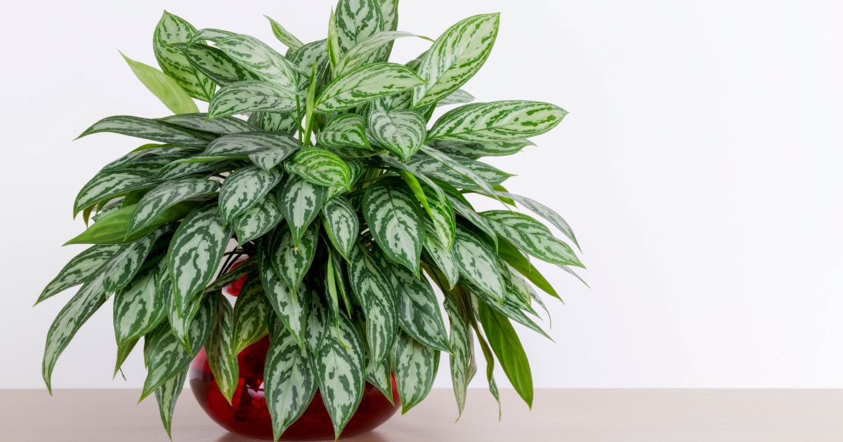 The Sill Aglaonema Wishes 