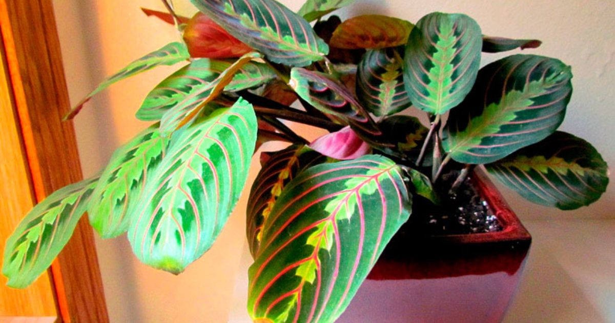 The Sill Maranta Red Prayer 