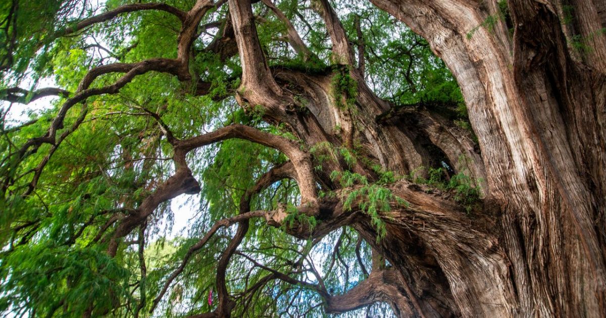 The Stoutest Trunk in the World: Árbol del Tule