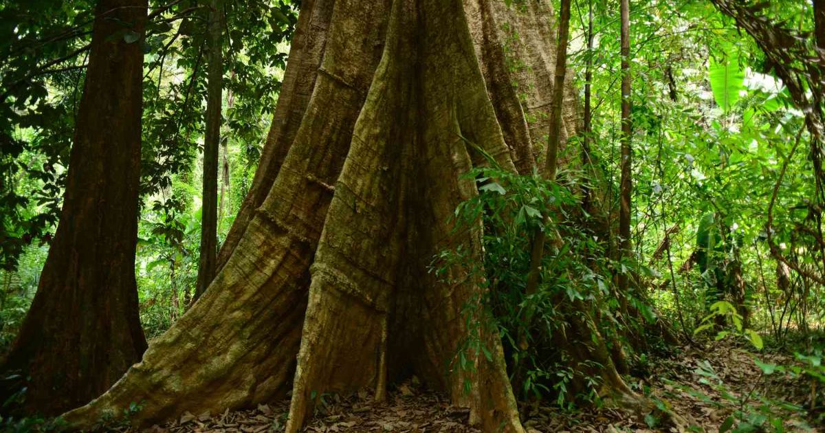 The Tallest Tree in Asia: Menara