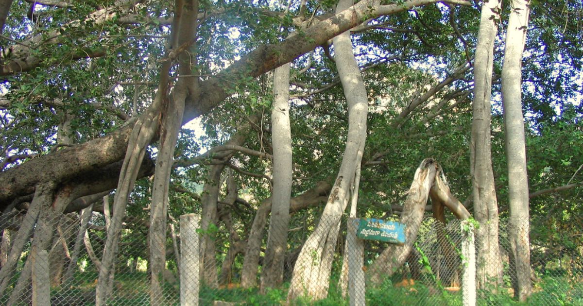 The World's Largest Canopy: Thimmamma Marrimanu