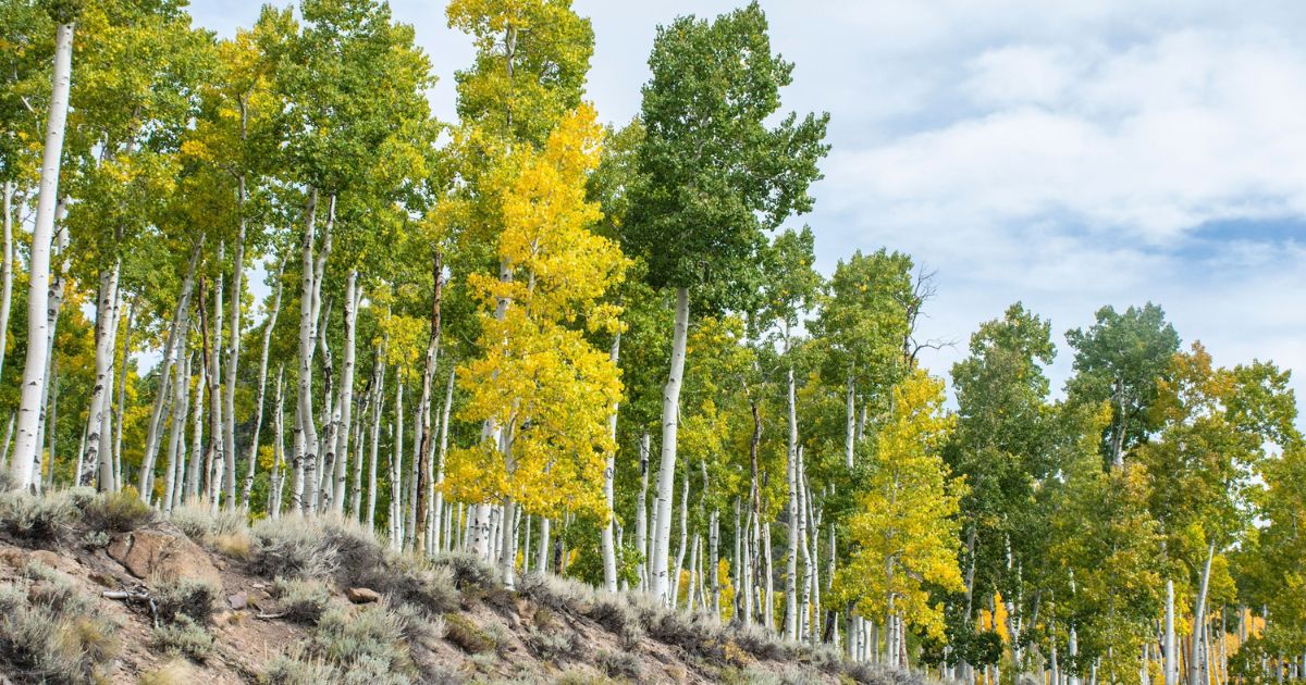 The World's Oldest Clonal Tree: Pando