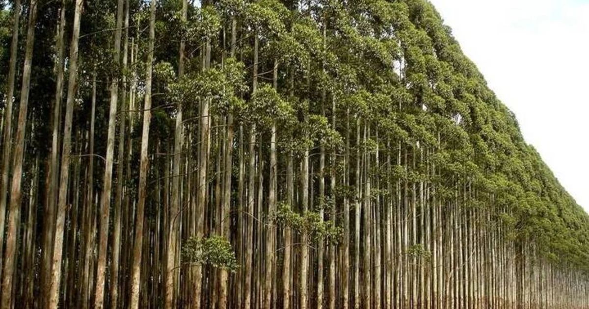 The World's Tallest Eucalyptus: Centurion