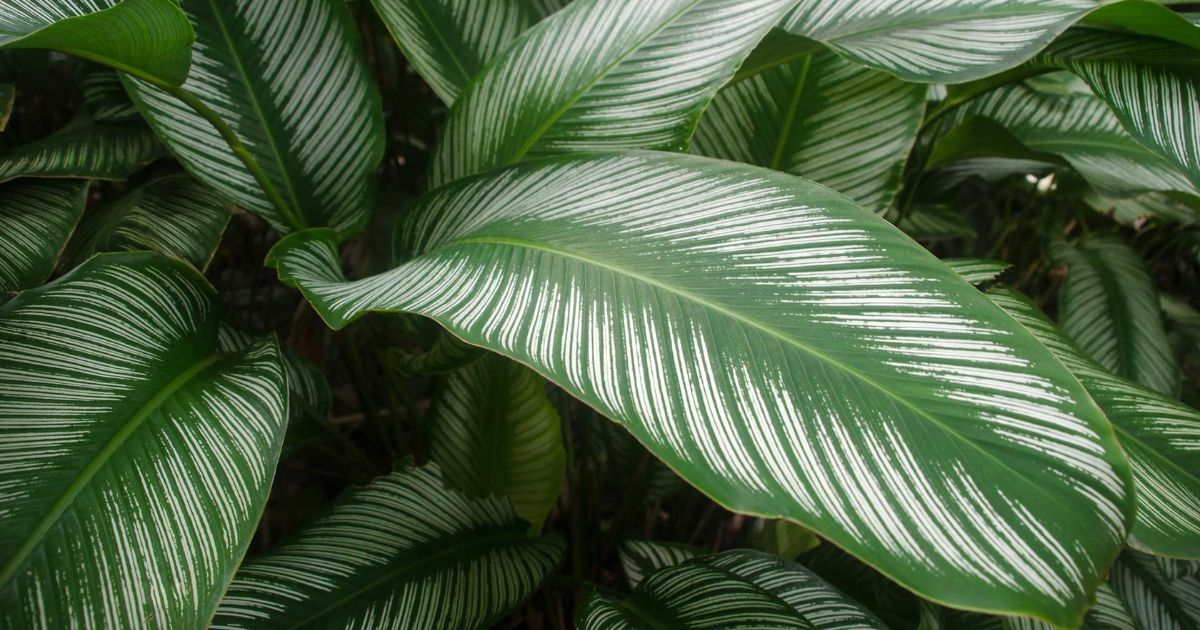 Thorsen's Greenhouse Calathea Peacock