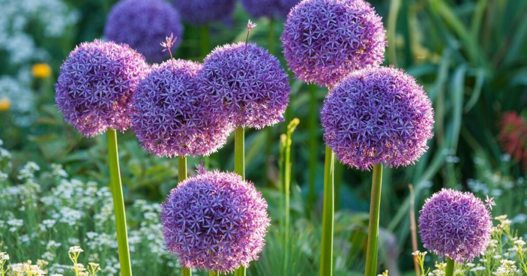 Allium