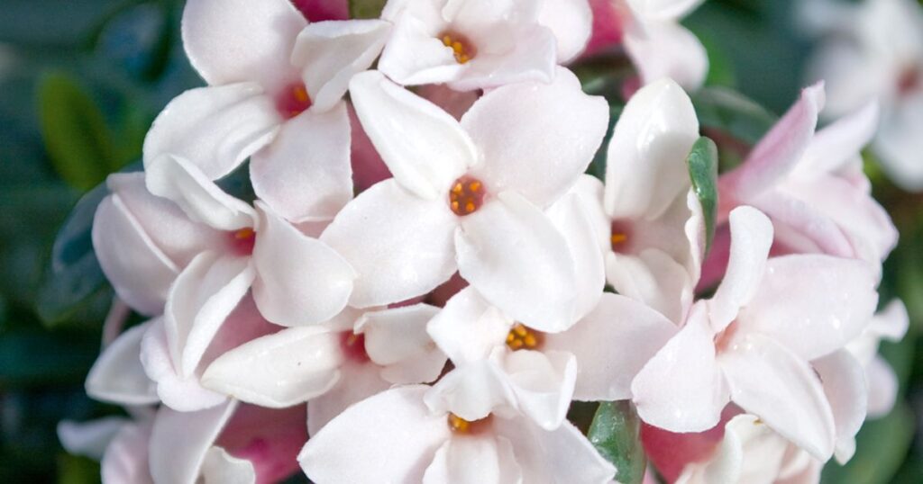 Best Flowering Shrub for Fragrance: Daphne