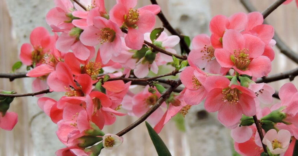 Best Low-Maintenance Flowering Shrub: Flowering Quince