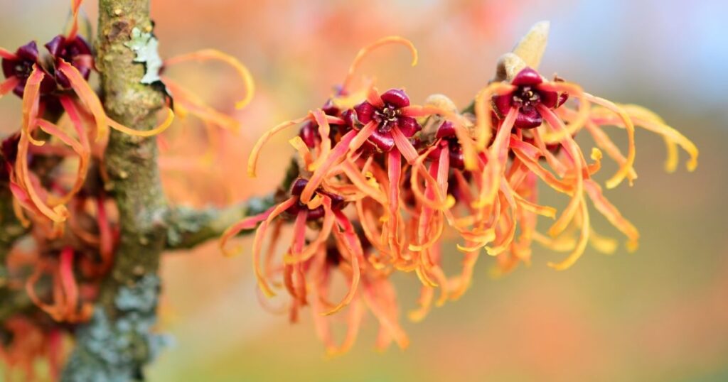 Flowering Shrub with Most Unique Blooms: Witch Hazel