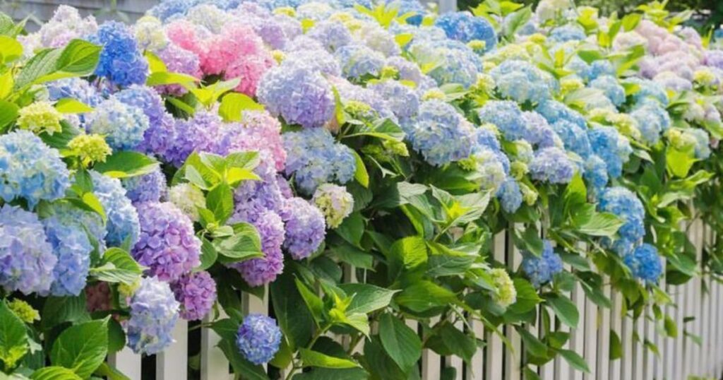 Hydrangea