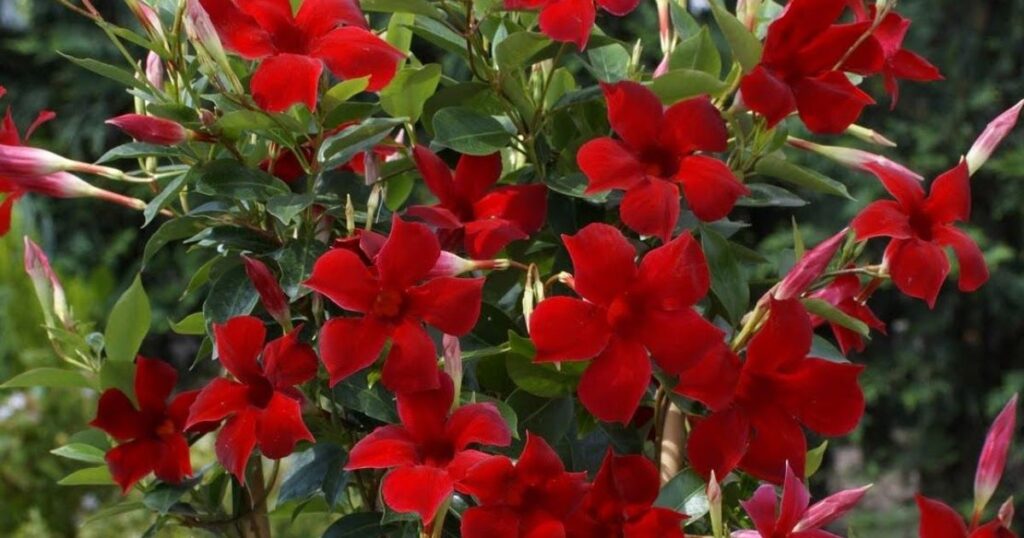 New Mandevilla Varieties