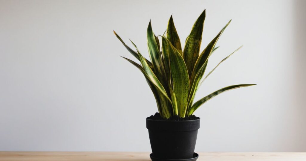 Potting and Repotting Snake Plant