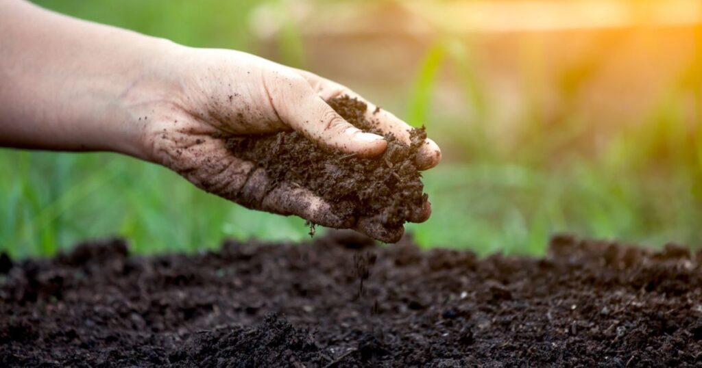 Site Selection and Soil Preparation