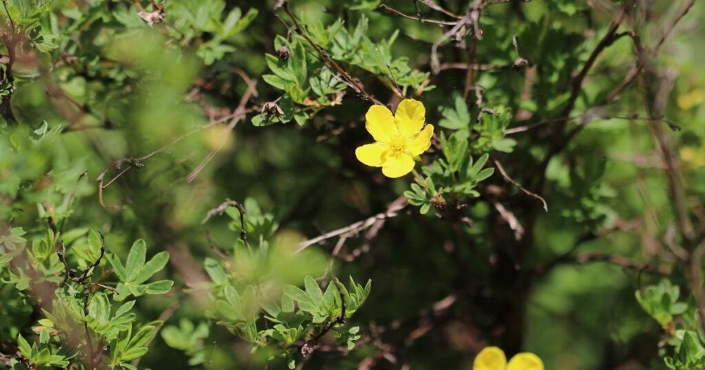 Toughest Flowering Shrub: Potentilla