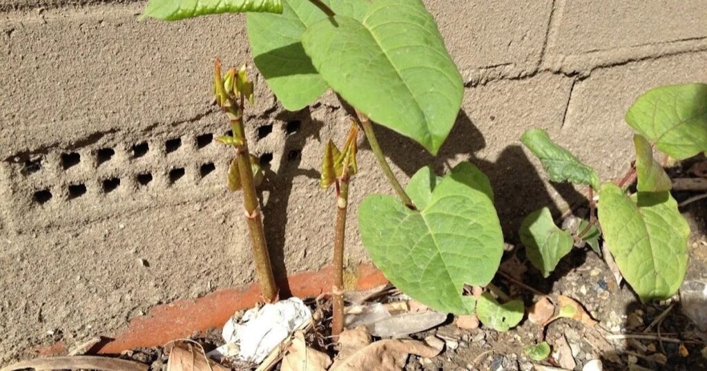  2. Japanese Knotweed