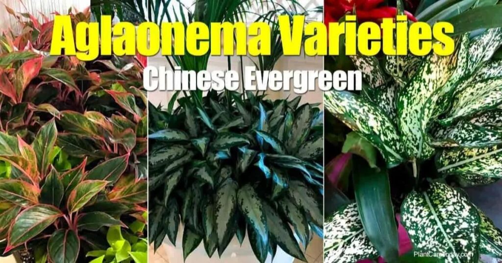 Aglaonema Varieties to Consider