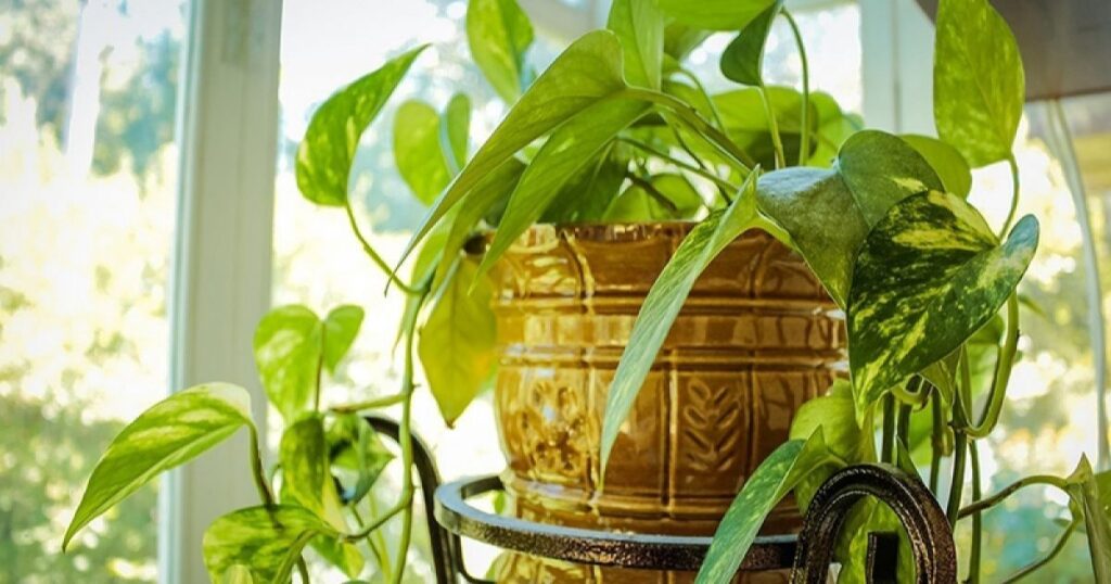  Potting and Repotting Pothos