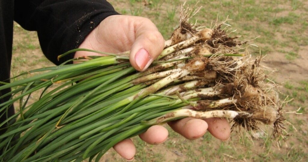 How to Gather Wild Onions in the Spring