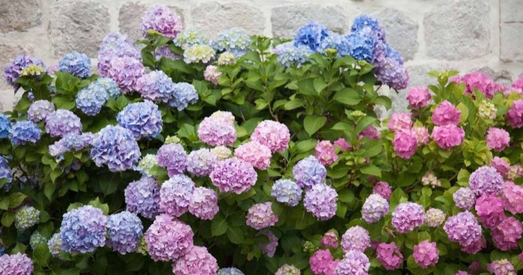 Hydrangea Elegance: Crafting Gorgeous Spring Blooms Through Optimal Fertilization Practices