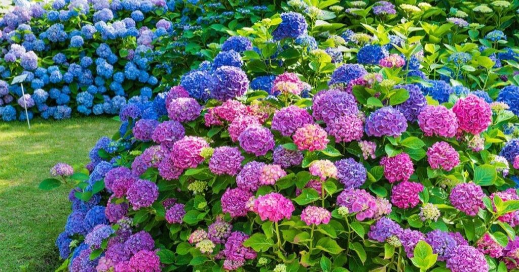 Nourishing Nature's Beauty: The Definitive Approach to Fertilizing Hydrangeas for Stunning Spring Flowers