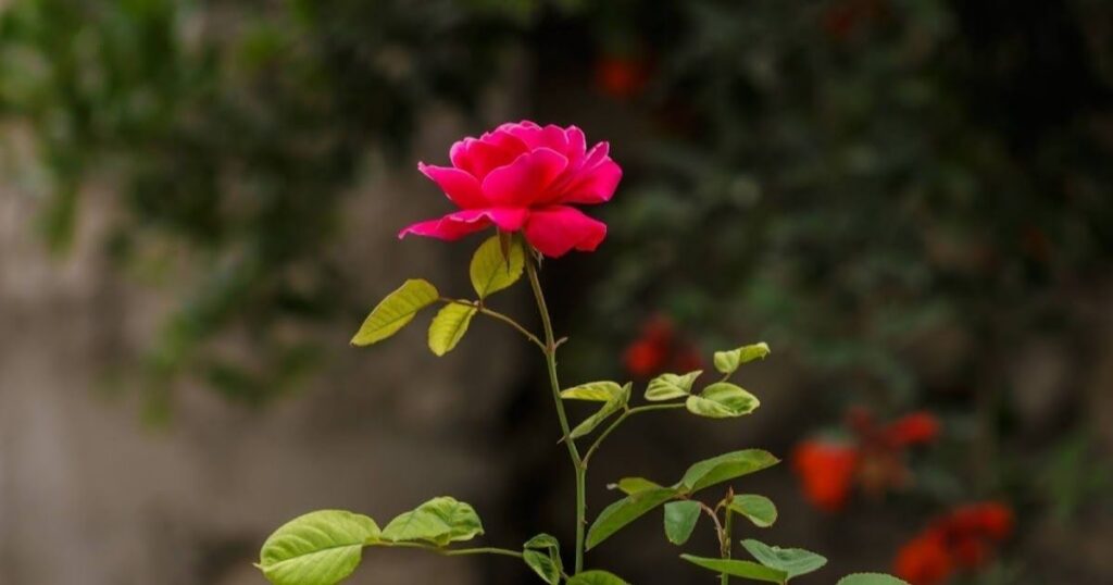 Roses in the Garden