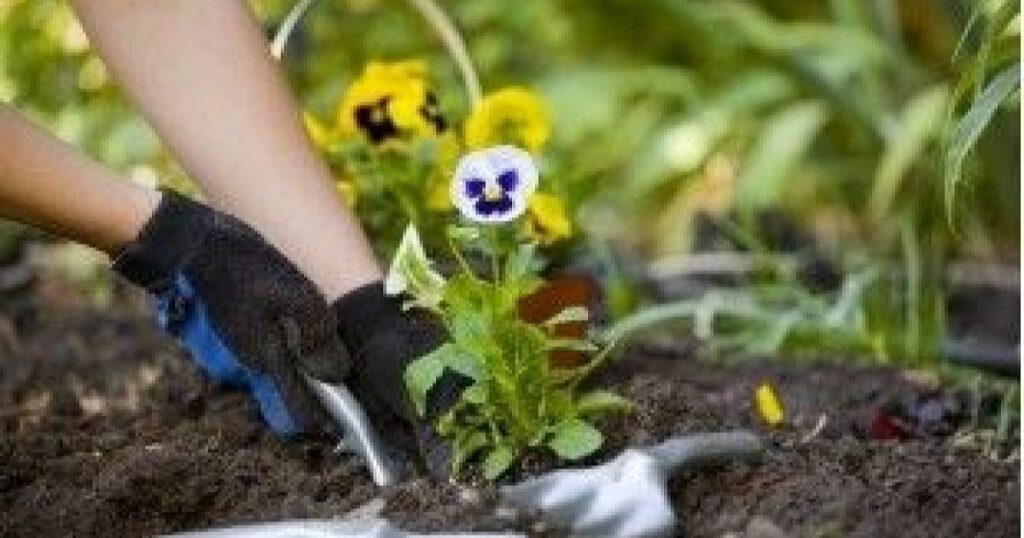 Safety of the Duck Flower