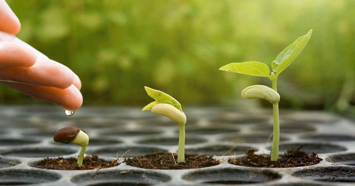 How Long Does It Take For Wildflowers To Grow