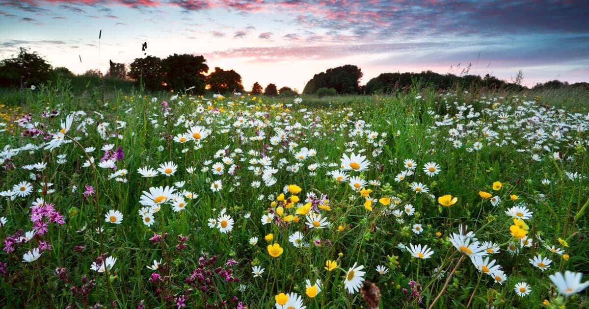 How To Plant Wildflower Seeds