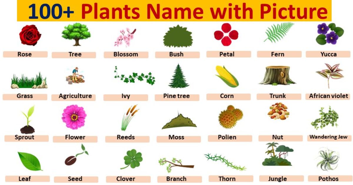 100+Botanical and Common Tree Names